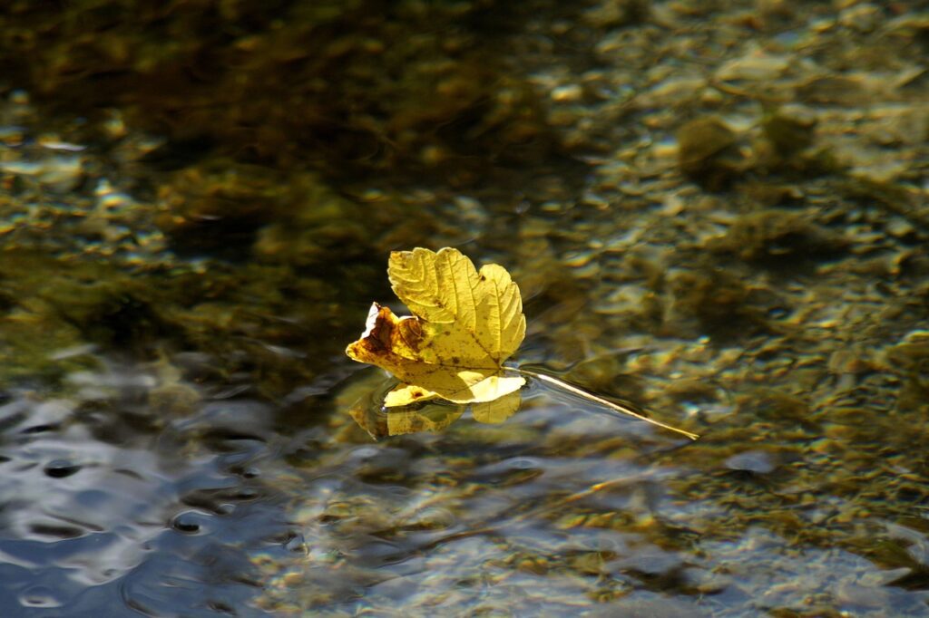 Copyright: Account: Marzena7, URL: https://pixabay.com/de/photos/fluss-blatt-herbst-wasser-4569730/, zuletzt aufgerufen am 11.1.2026.